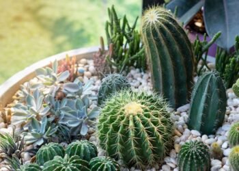 O truque simples que faz suas suculentas e cactos crescerem lindos