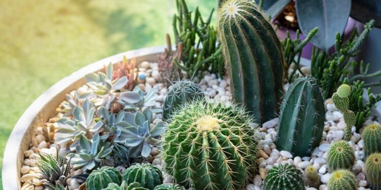 Suculentas e cactos são plantas resistentes que armazenam água e se adaptam bem a ambientes secos. // Créditos: depositphotos.com / Tommy8942