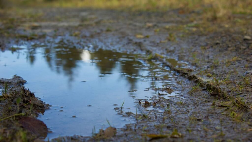Poucos sabem: qual é o nome do cheiro da terra molhada pela chuva