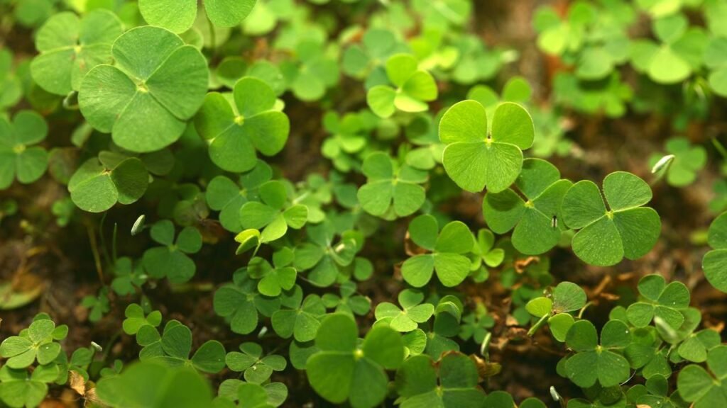 O que significa achar um trevo de quatro folhas

