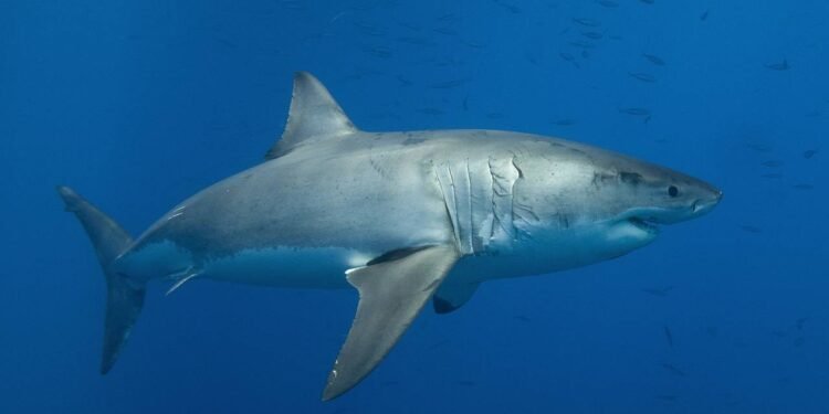 O maior tubarão-branco do mundo reapareceu