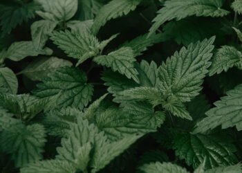 A planta mais eficaz para dores renais e próstata, segundo a ciência