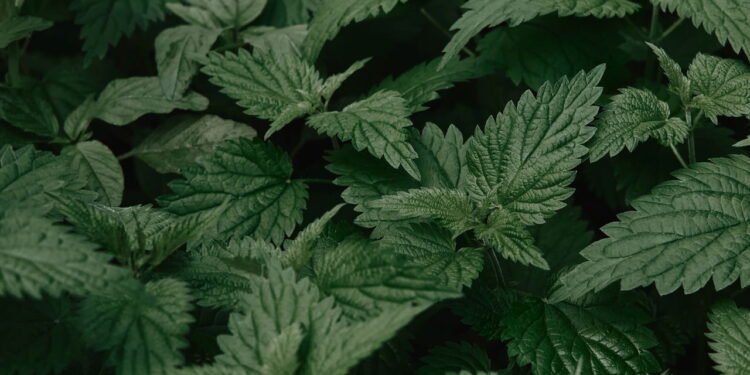 A planta mais eficaz para dores renais e próstata, segundo a ciência