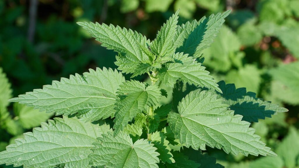 A planta mais eficaz para dores renais e próstata, segundo a ciência