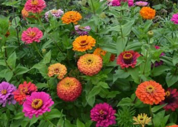 As 3 flores que resistem ao calor para plantar em novembro e deixar seu jardim cheio de cor