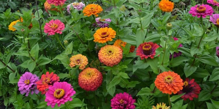 As zínias são consideradas clássicas para quem deseja alegrar o jardim com intensidade de cor - Créditos: depositphotos.com / Bubushonok