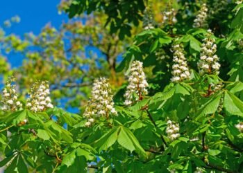 Cientistas revelam o poder oculto dessa castanha para aliviar o inchaço e dores nas pernas