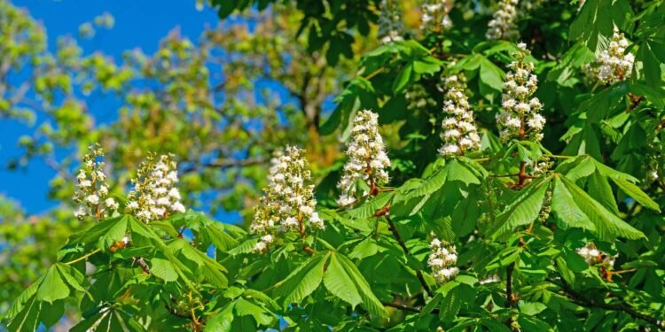 A aescina é o principal composto ativo da castanha-da-índia - Créditos: depositphotos.com / mschuppi
