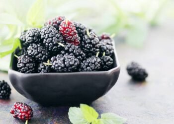 Entenda como a amora reduz ondas de calor e ajuda na prevenção da osteoporose