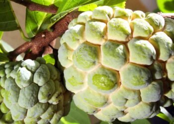 Essa fruta doce e cremosa pode ajudar a controlar a glicose e prevenir inflamações