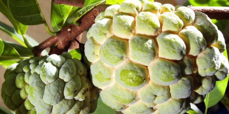 A fruta-do-conde é rica em flavonoides, alcaloides e carotenoides, que são poderosos antioxidantes - Créditos: depositphotos.com / ferdie2551