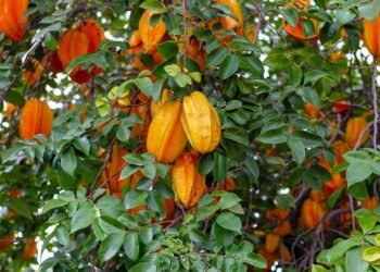 A fruta estrelada que encanta pelo sabor, traz benefícios para a saúde e é simples de plantar em casa