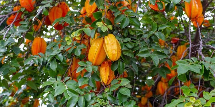 A fruta estrelada que encanta pelo sabor, traz benefícios para a saúde e é simples de plantar em casa