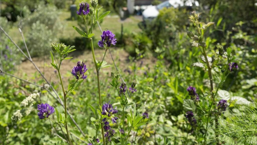 O “Elixir da Vida” é uma planta famosa entre influenciadores que promete aumentar o colágeno e rejusvenescer a pele