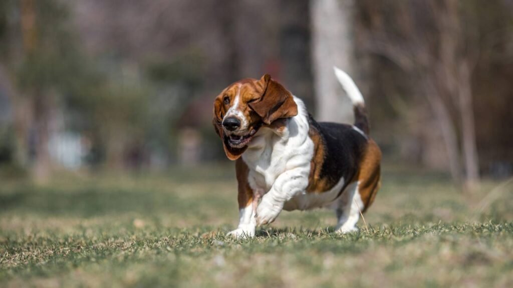 5 raças de cães calmos ideais para a vida em casa