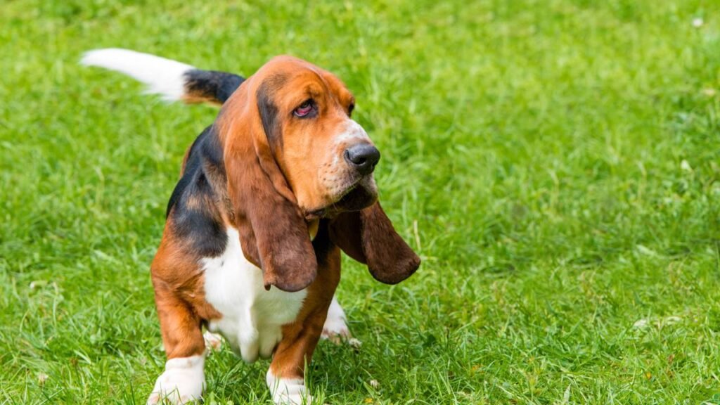 3 raças de cães que acumulam as maiores contas veterinárias