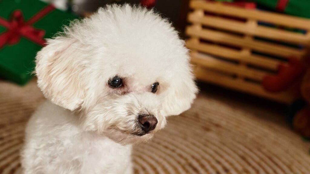 Essas raças fáceis de cães são perfeitas para donos de primeira viagem