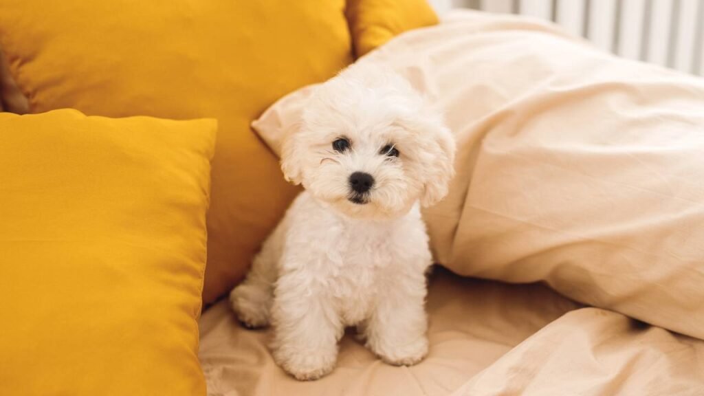 Quais são as 5 raças de cães mais afetuosas, segundo veterinários