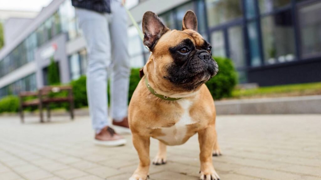 7 raças de cães clássicos mais leais para ter no dia a dia