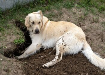 Por que cachorros cavam antes de deitar e o que isso significa?