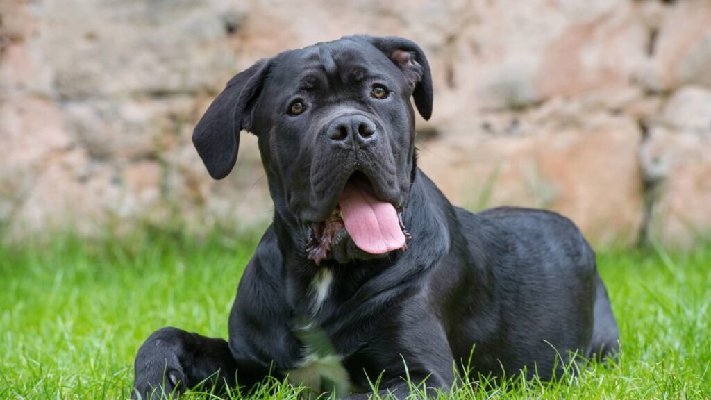 4 raças ferozmente leais são conhecidas por serem os melhores cães de guarda