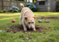 O que significa para o seu cão cavar poços, de acordo com especialistas em comportamento animal?