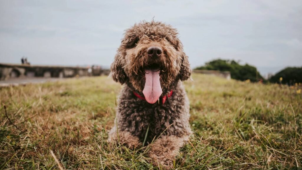 5 raças de cães calmos ideais para a vida em casa 