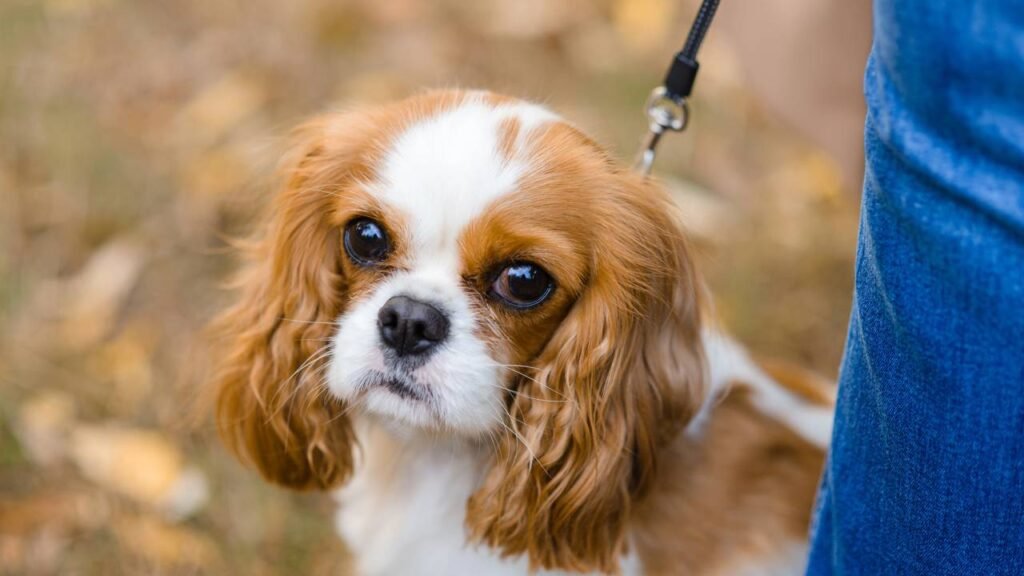 7 raças de cães clássicos mais leais para ter no dia a dia