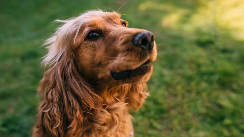 5 raças de cães calmos ideais para a vida em casa