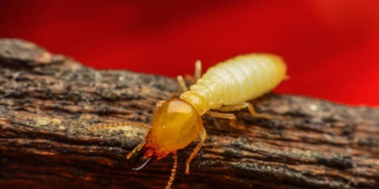 cupins - Créditos: depositphotos.com / naibankfotos