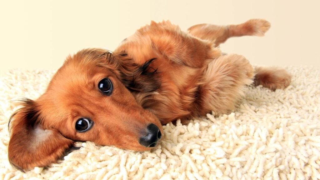 7 raças de cães clássicos mais leais para ter no dia a dia