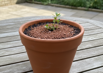 O truque simples que deixa o solo mais solto e faz as plantas crescerem melhor