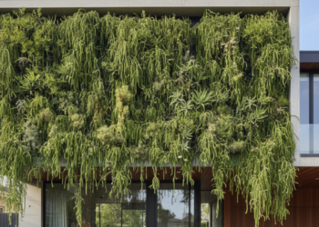 Maneiras simples de cuidar de jardins verticais em qualquer ambiente