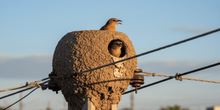 Considerado um emblema de prosperidade, o joão de barro está ligado à estabilidade e harmonia familiar