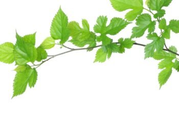 Chá de folha de amora regula a glicose? Veja estudos