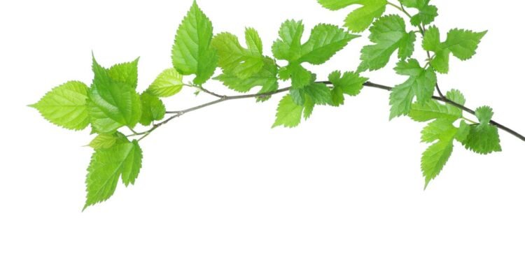 Folha de Amora - Créditos: depositphotos.com / xjbxjhxm