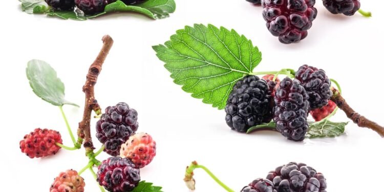 Folha de Amora - Créditos: depositphotos.com / msk_nina