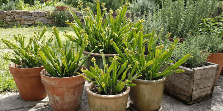 O principal benefício terapêutico da carqueja reside em sua poderosa ação digestiva