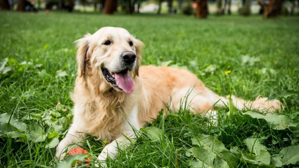 As 3 raças de cães perfeitas para donos de primeira viagem