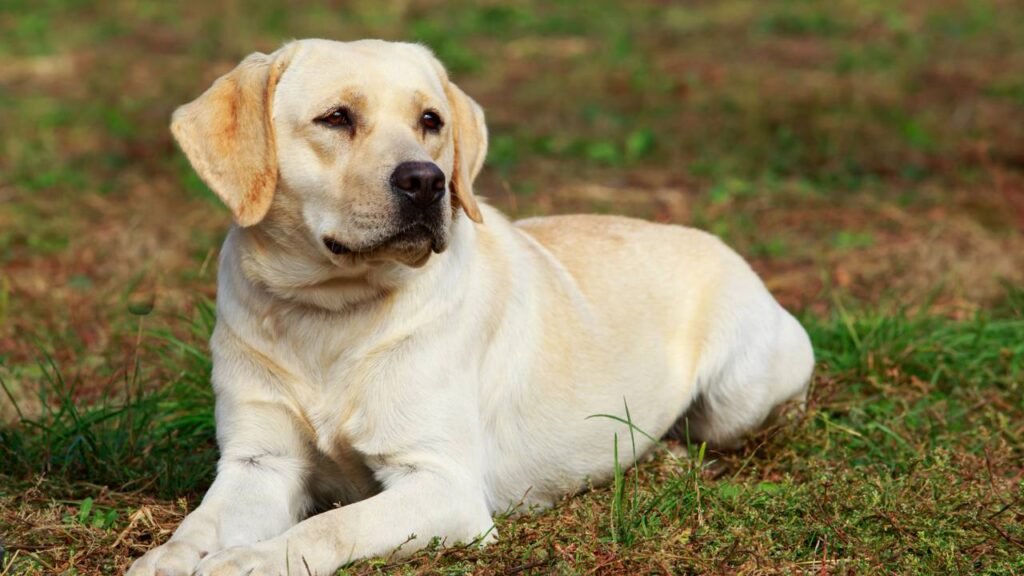 Quais são as 5 raças de cães mais afetuosas, segundo veterinários