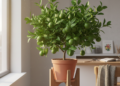 Dicas essenciais para plantar e manter limoeiros em casa