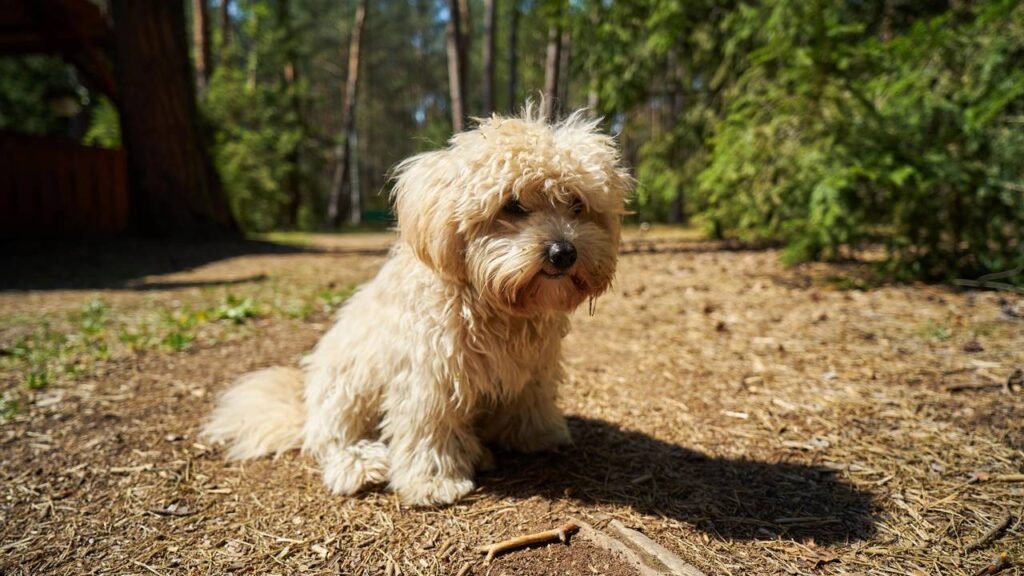 As 3 raças de cães perfeitas para donos de primeira viagem