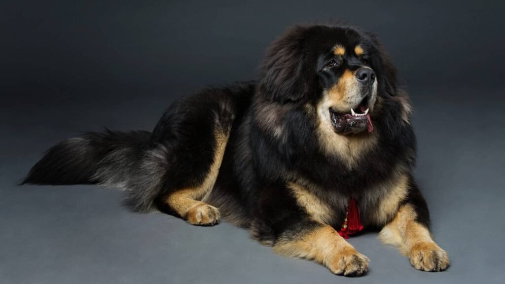 Os 6 cães mais caros que você não vai acreditar que existem