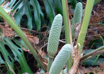 A fruta com nome delicioso que pode causar desconforto se consumida cedo demais