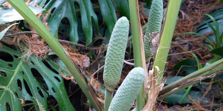 A Monstera deliciosa só pode ser saboreada com segurança quando atinge sua maturação completa - Créditos: depositphotos.com / photohampster