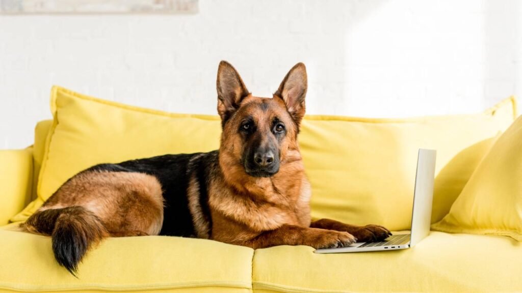 7 raças de cães clássicos mais leais para ter no dia a dia