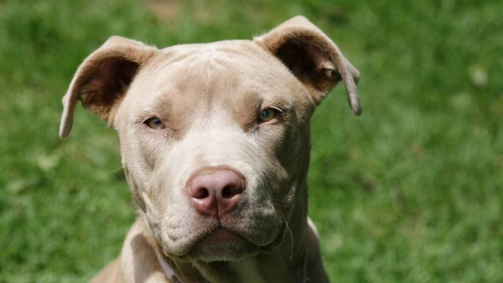 As raças de cães subestimadas que você vai adorar e gostaria de conhecer mais cedo