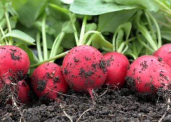 Esta raiz é a mais poderosa para desintoxicar o fígado rapidamente