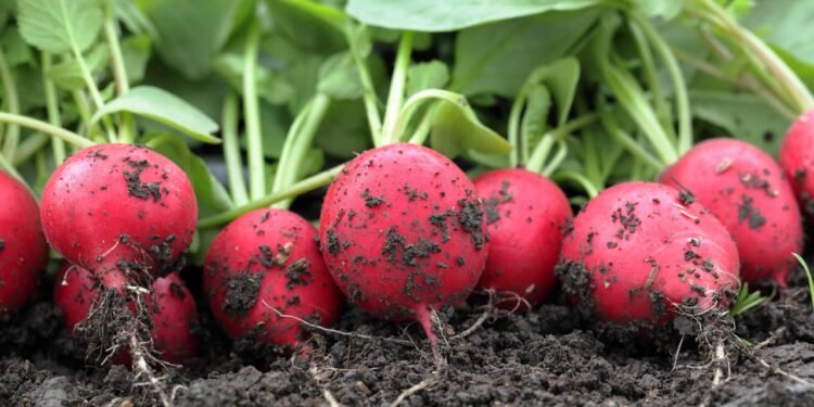 Rabanete - Créditos: depositphotos.com / Vietbox