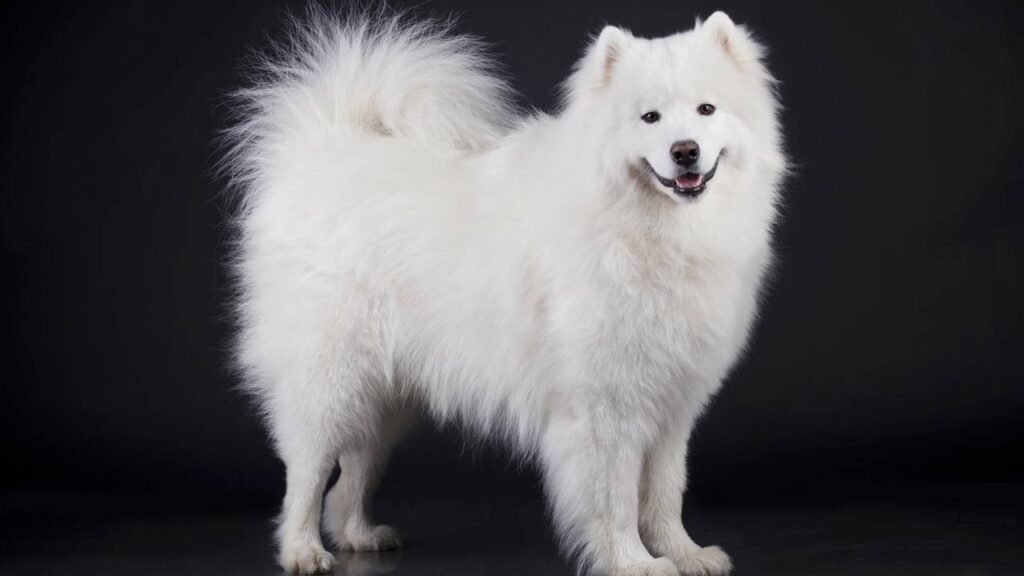 Os 6 cães mais caros que você não vai acreditar que existem